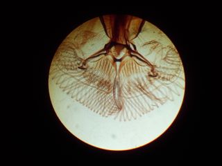 Microscopio Nikon S-Kt