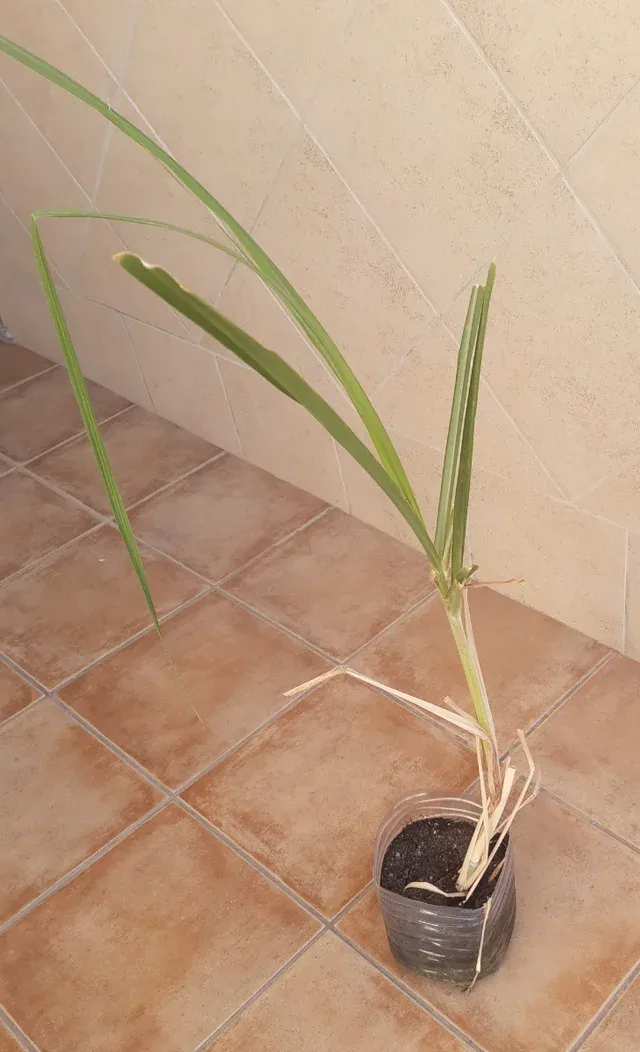 Planta Caña de Azúcar -cañadu