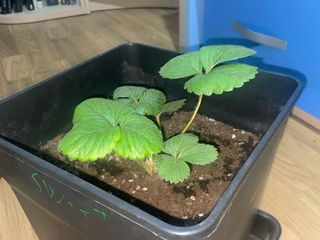 cuidador de jardines, huertos, plantas, etc