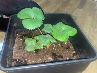 cuidador de jardines, huertos, plantas, etc