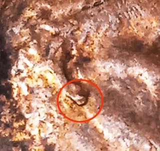 MONEDA 1 CENTAVO LINCOLN.2010D.ERROR DOBLE OREJA.