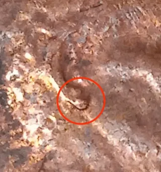 MONEDA 1 CENTAVO LINCOLN.2010D.ERROR DOBLE OREJA.