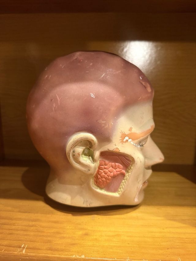 Modelo Anatómico Cabeza Humana