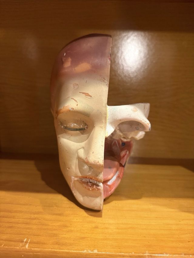 Modelo Anatómico Cabeza Humana