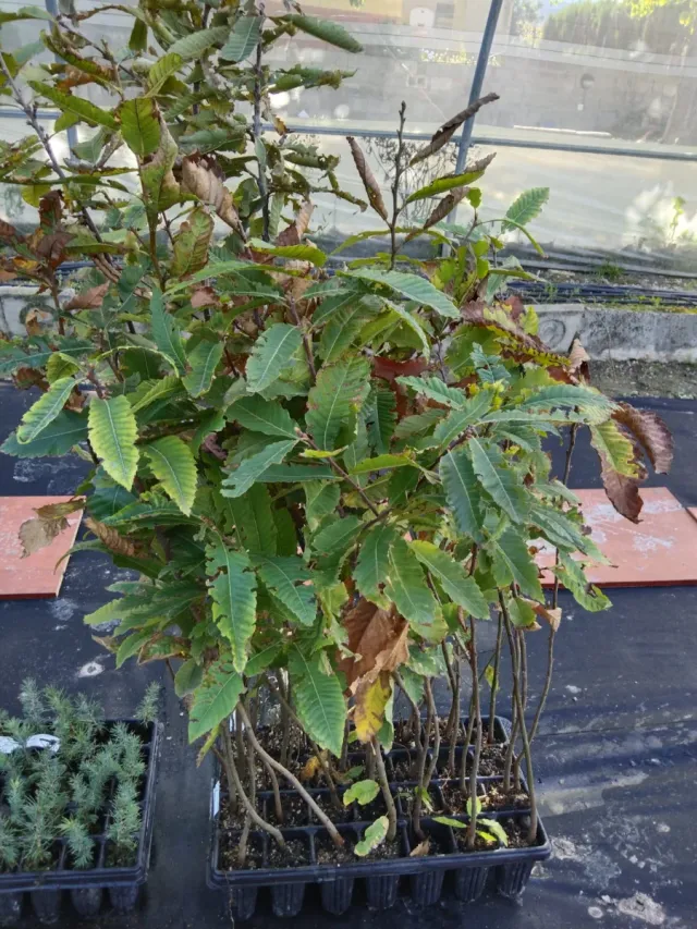 Plantones Castaño Sativa