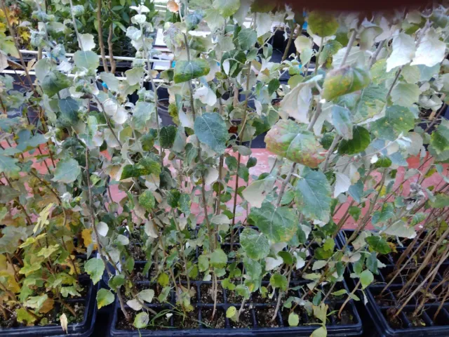 Plantones de Álamo Blanco (Populus Alba)