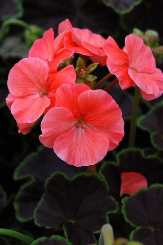 Pelargonium zonale Black Velvet Salmon F1