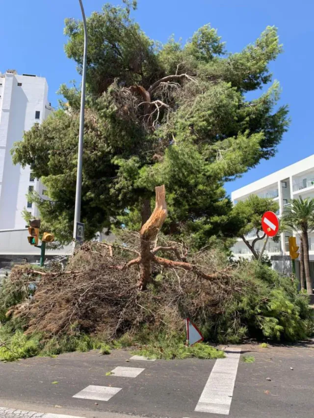 Poda segura y rápida 