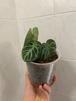 lotto per Lidia 9 piante aracee