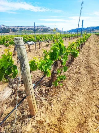 Viñedos en DO Ribera del Duero, en varias parcelas