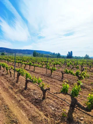 Viñedos en DO Ribera del Duero, en varias parcelas