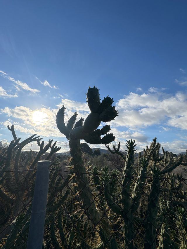 Cactus en maceta-cualquier cantidad