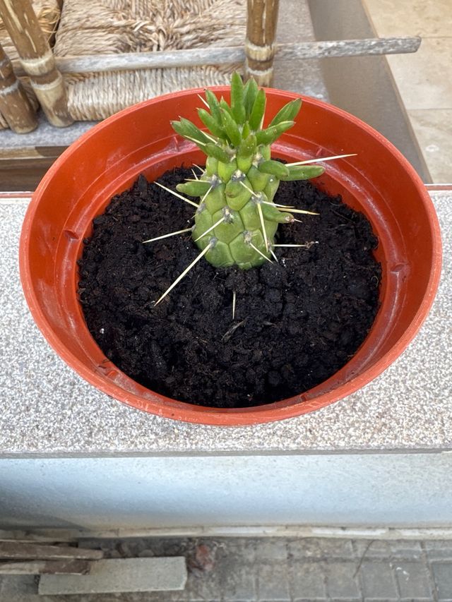 Cactus en maceta-cualquier cantidad