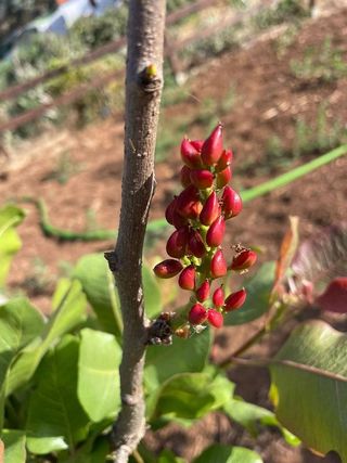 Terreno en venta en Vega de San Mateo
