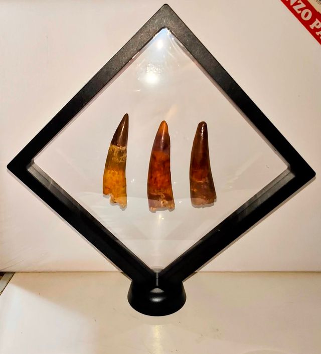 3 Fósiles Dientes de Spinosaurius en Peana