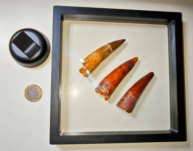 3 Fósiles Dientes de Spinosaurius en Peana