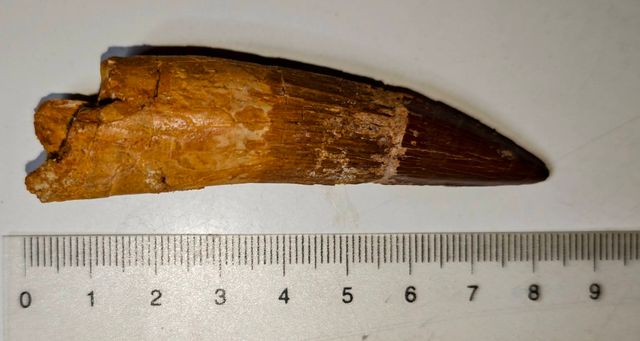 3 Fósiles Dientes de Spinosaurius en Peana