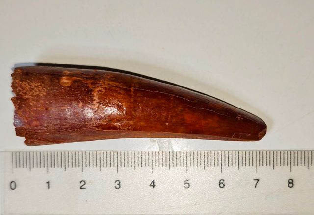 3 Fósiles Dientes de Spinosaurius en Peana