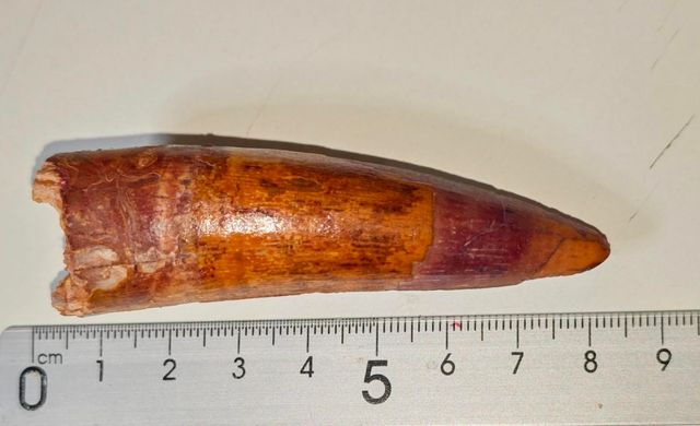 3 Fósiles Dientes de Spinosaurius en Peana