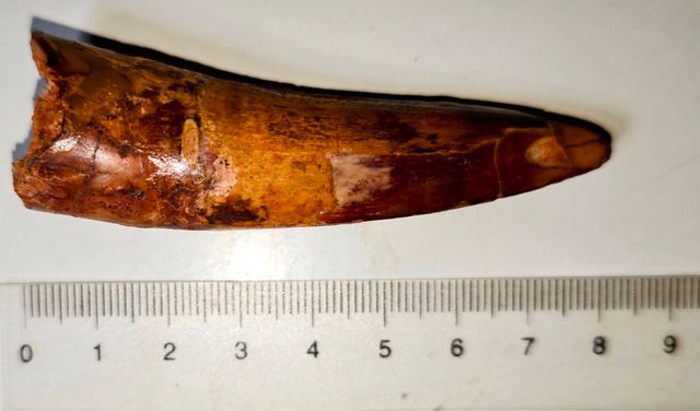 3 Fósiles Dientes de Spinosaurius en Peana