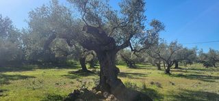 Terreno en venta en Roquetes