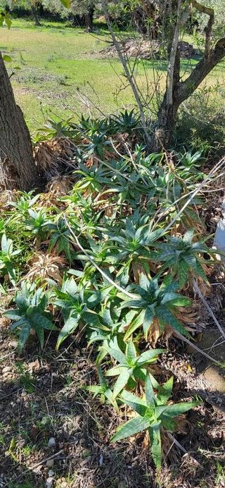 Terreno en venta en Roquetes