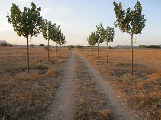 Solar en venta en Almansa