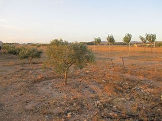 Solar en venta en Almansa
