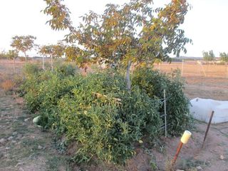 Solar en venta en Almansa