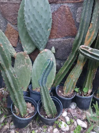 Piante grasse miste in vaso