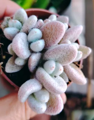 Pianta grassa Coreana Vaso 8cm