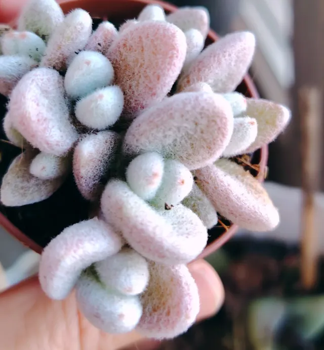 Pianta grassa Coreana Vaso 8cm