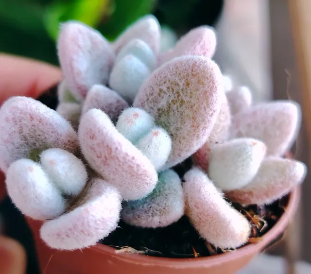 Pianta grassa Coreana Vaso 8cm