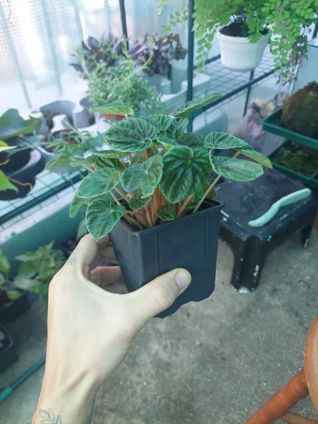 Peperomia Caperata Planta