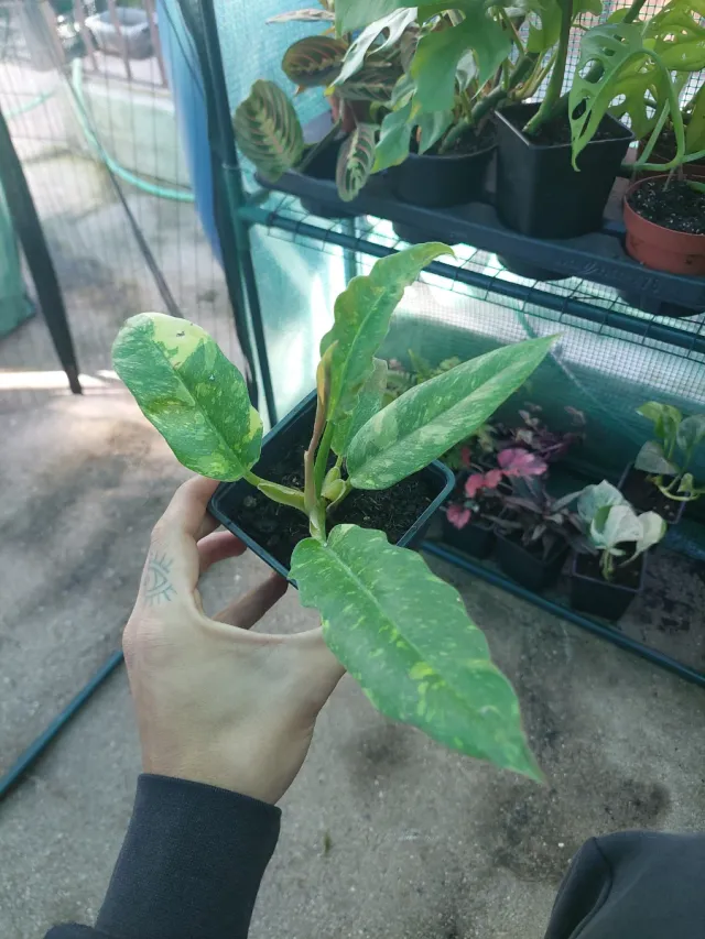 Philodendron 'Ring of Fire' variegado