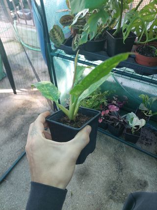 Philodendron 'Ring of Fire' variegado