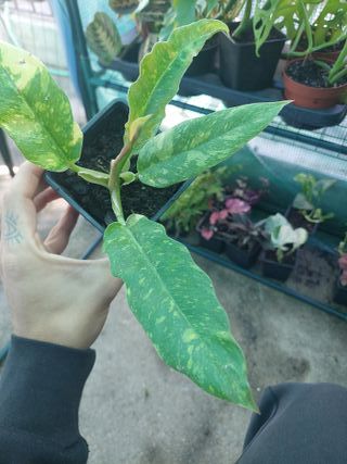 Philodendron 'Ring of Fire' variegado