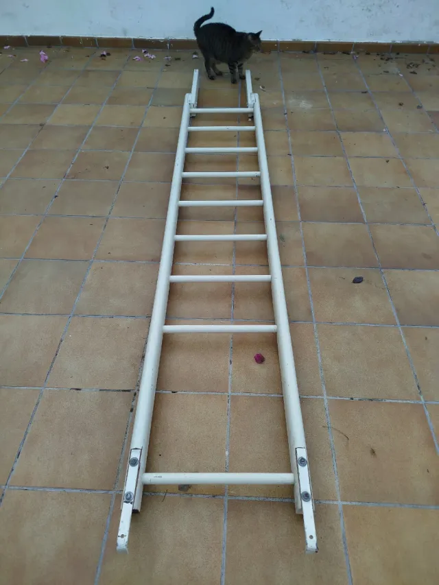 Escalera Gimnasio Braquiación