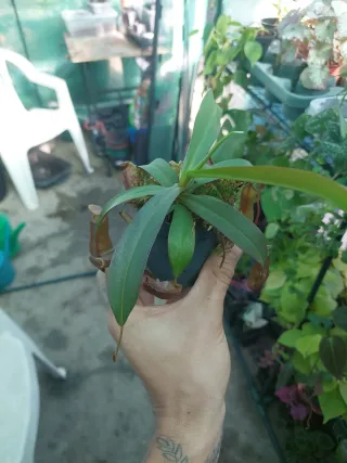Planta Nepenthes Rebecca