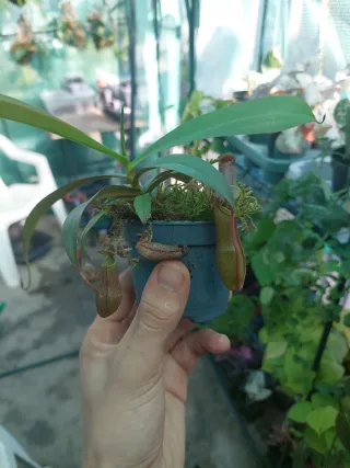 Planta Nepenthes Rebecca