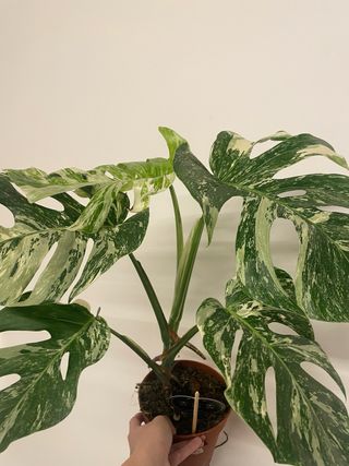 Monstera Albo Variegata