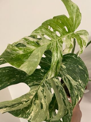 Monstera Albo Variegata