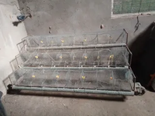 Jaula para codornices multicapa