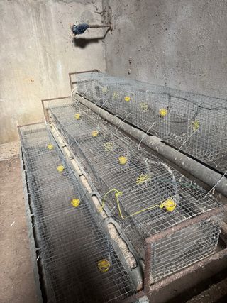 Jaula para codornices ponedoras