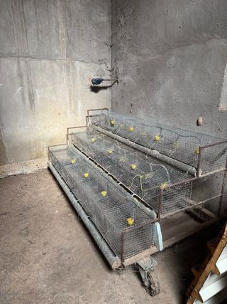 Jaula para codornices ponedoras