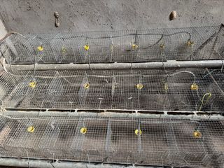 Jaula para codornices ponedoras