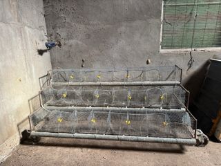 Jaula para codornices ponedoras