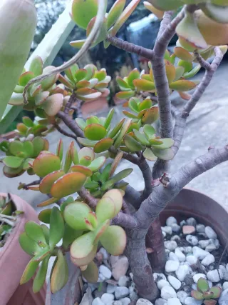 Pianta succulenta da interno/esterno giada
