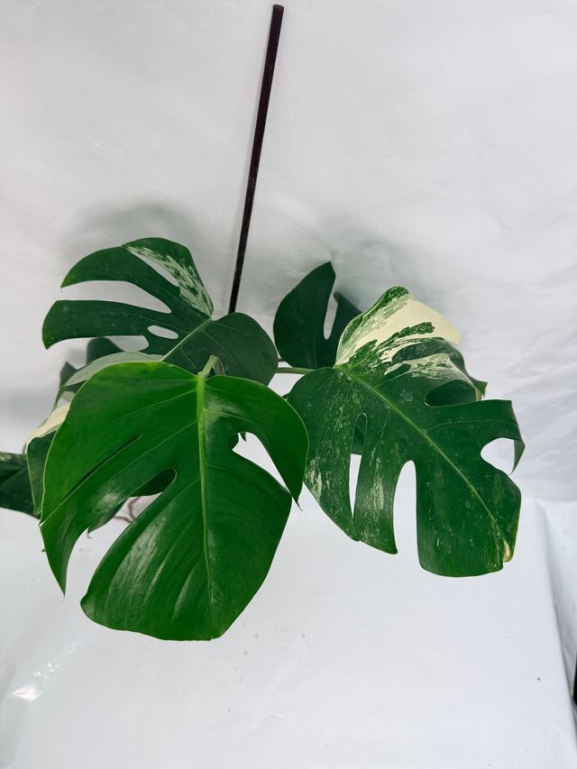 Monstera Albo Variegata Pianta Esatta 3.11.13