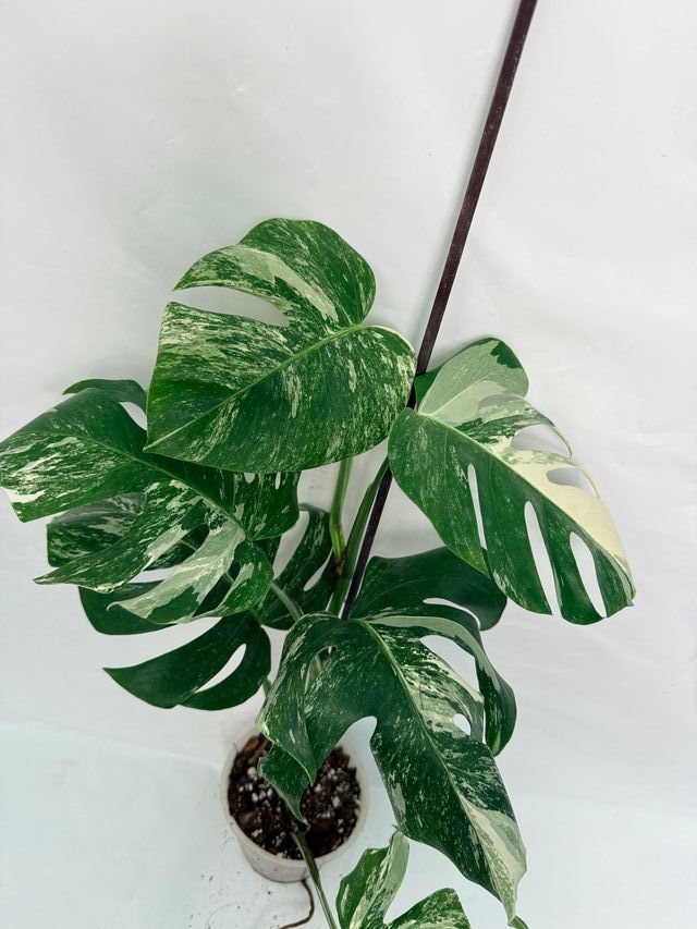 Monstera Albo Variegata Pianta Esatta 3.11.22